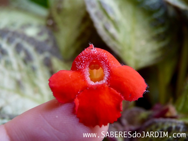 Planta Tapete - Episcia Cupreata