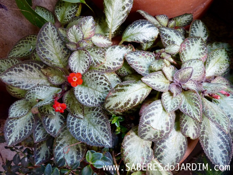 Planta Tapete - Episcia Cupreata