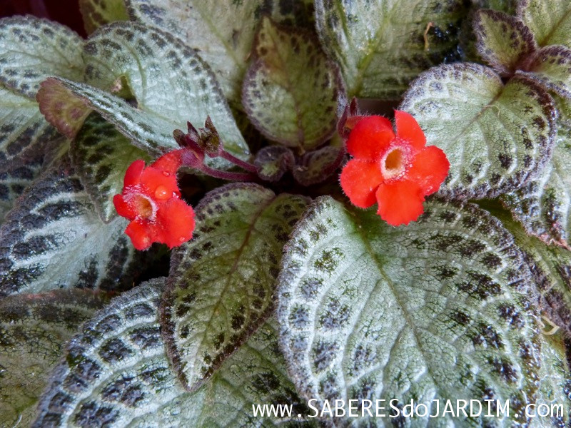 Planta Tapete (Episcia cupreata)