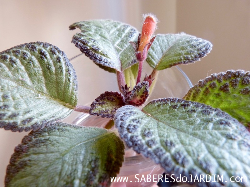 Planta Tapete - Episcia Cupreata