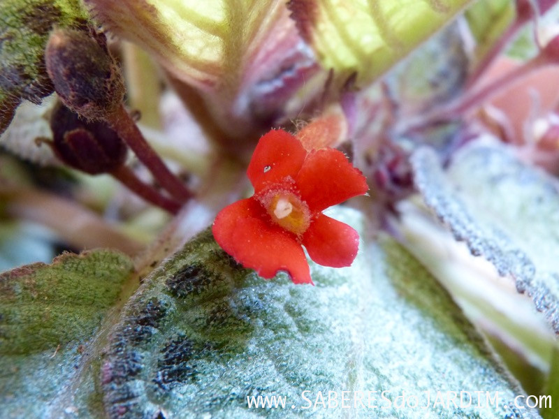 Planta Tapete - Episcia Cupreata