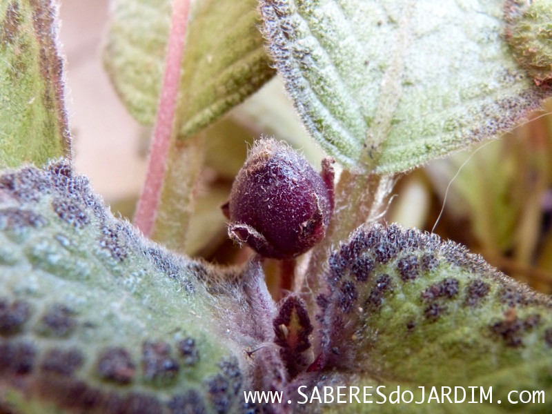 Planta Tapete - Episcia Cupreata