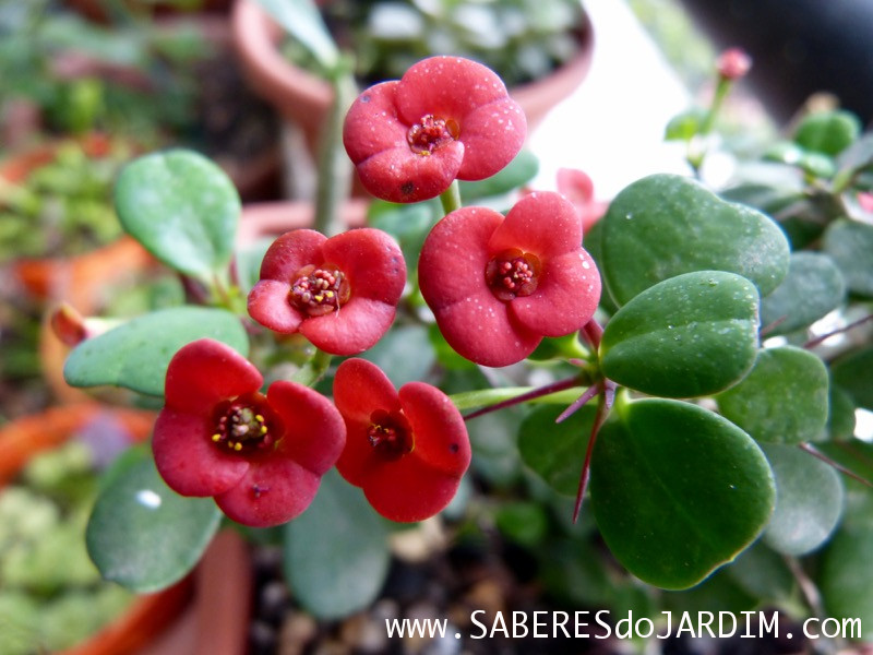 Suculenta Coroa de Cristo (Euphorbia Milli Mini)