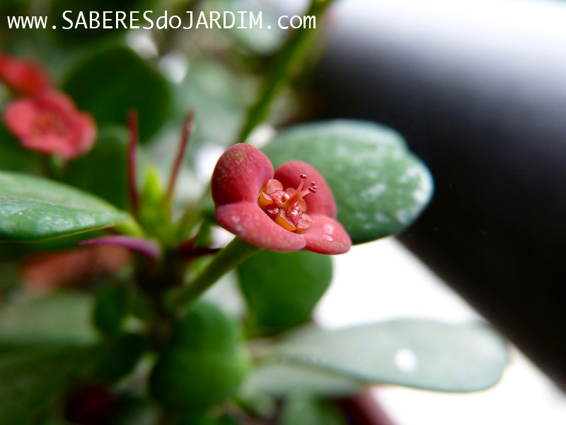 Suculenta Euphorbia milli mini