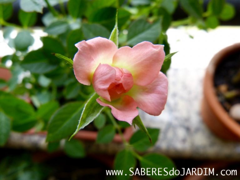 Micro Rosa Mini Rosas (Rosa Chinensis)