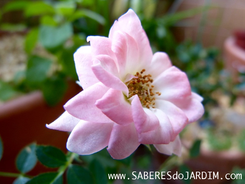 Mini Rosas - Rosa Chinensis