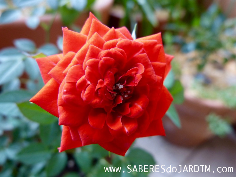 Mini Rosas (Rosa Chinensis)