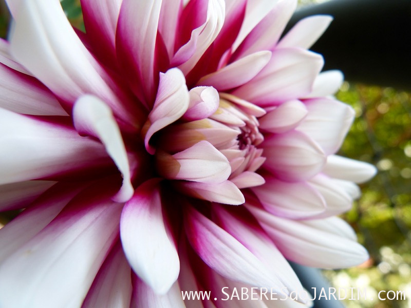 Dálias (Dahlia Pinnata)