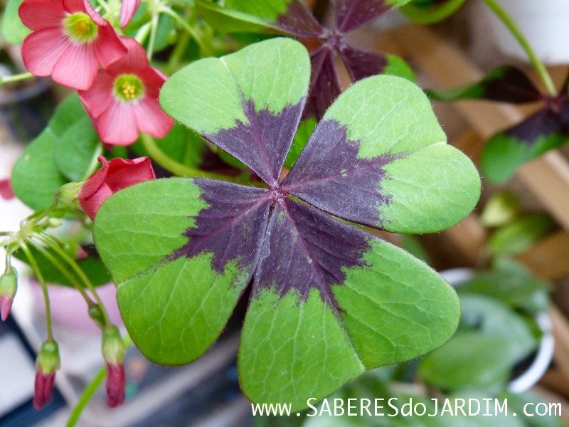 Trevo de 4 Folhas - Bulbos - Oxalis tetraphylla