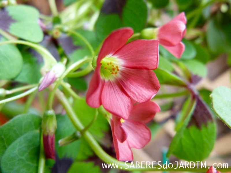 Trevo de 4 Folhas - Bulbos - Oxalis tetraphylla