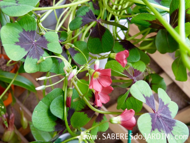 Trevo de 4 Folhas (Oxalis Tetraphylla)