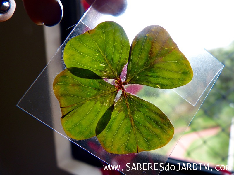 Trevo de 4 Folhas - Bulbos - Oxalis tetraphylla