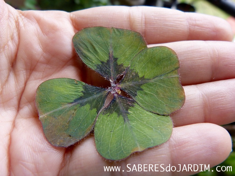 Trevo de 4 Folhas - Bulbos - Oxalis tetraphylla