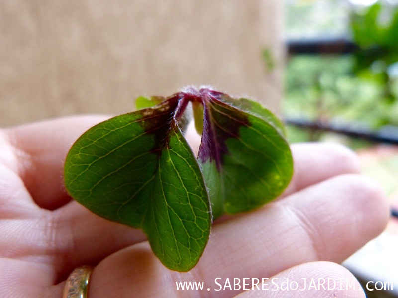 Trevo de 4 Folhas - Bulbos - Oxalis tetraphylla