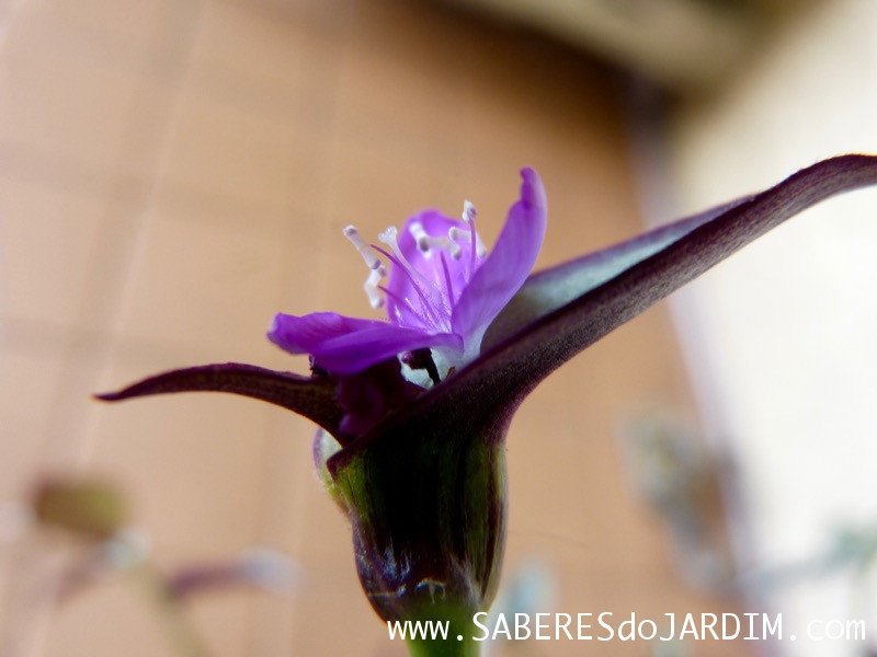 Zebrina - Tradescantia Zebrina - Lambari - Folhagem Roxa