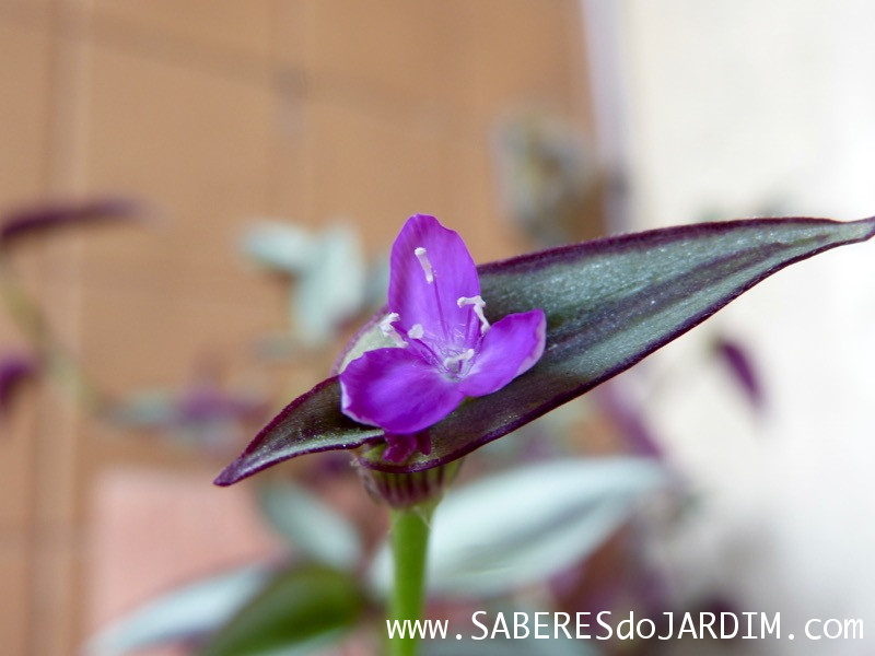 Zebrina - Tradescantia Zebrina - Lambari - Folhagem Roxa