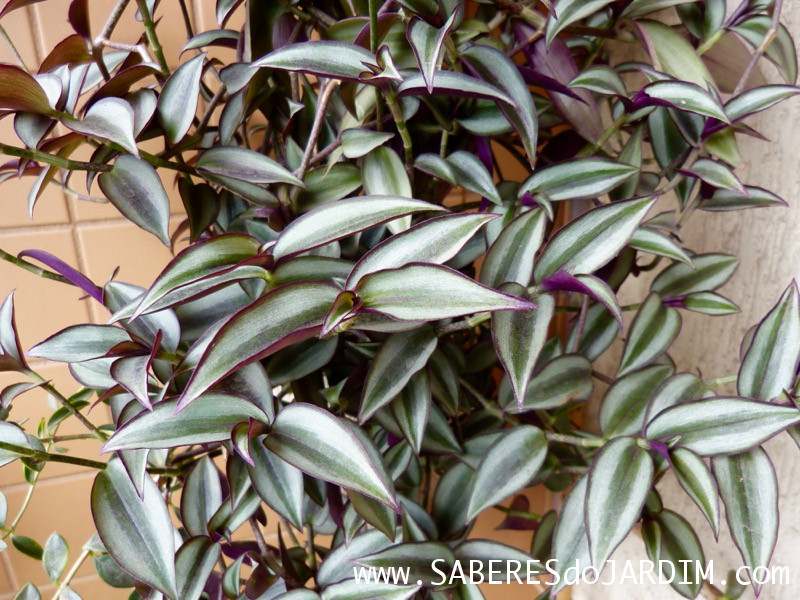 Zebrina (Tradescantia Zebrina)