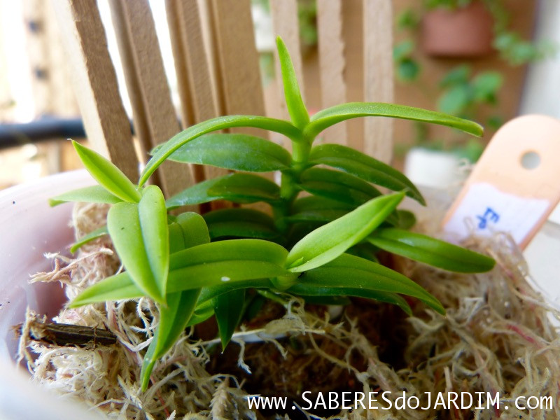 Micro Orquídea Epidendrum Peperomia