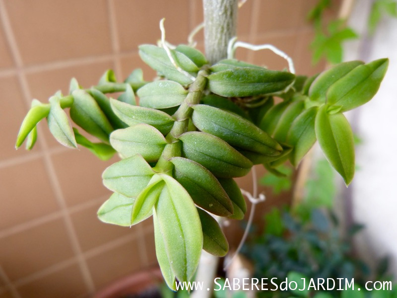 Micro Orquídea Epidendrum Peperomia