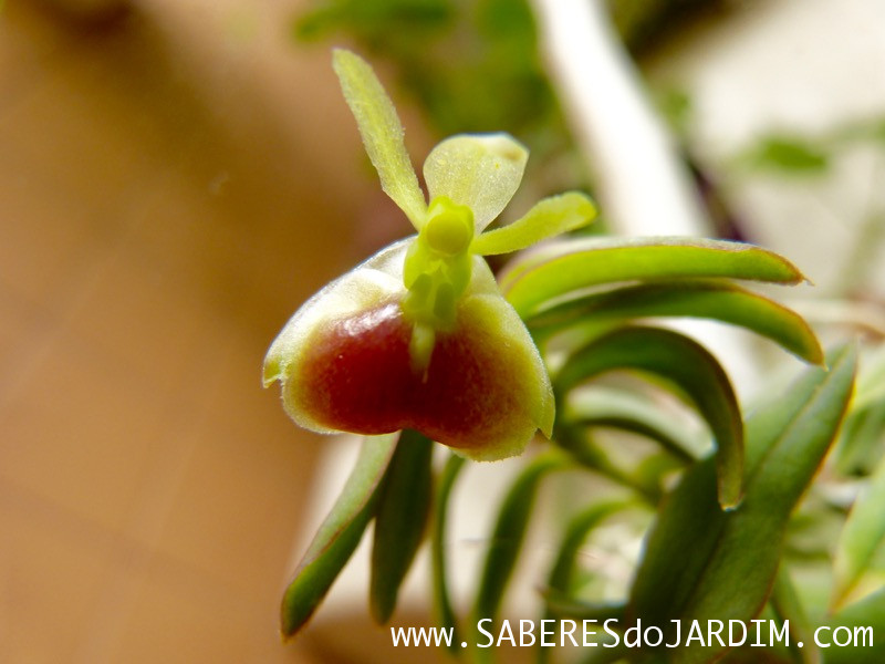 Micro Orquídea Epidendrum Peperomia