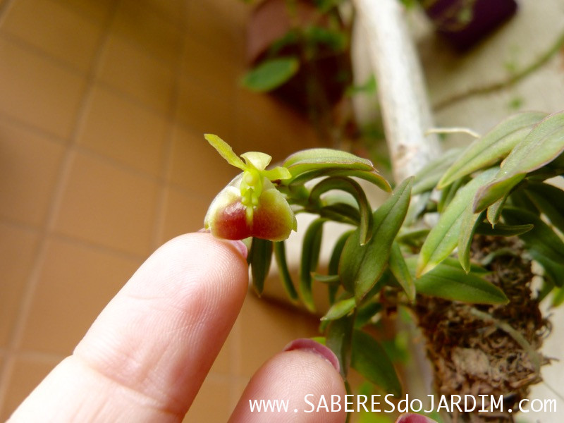 Micro Orquídea Epidendrum Peperomia