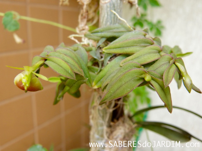 Micro Orquídea Epidendrum Peperomia