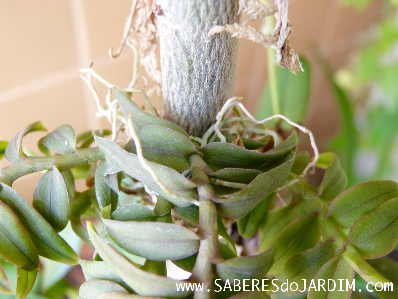 Micro Orquídea Epidendrum Peperomia