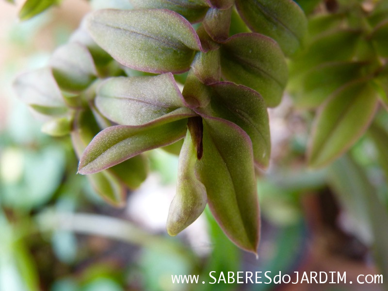 Micro Orquídea Epidendrum Peperomia