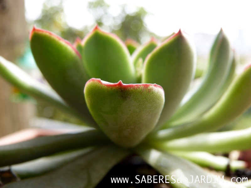 Planta Suculenta Echeveria Pulidonis