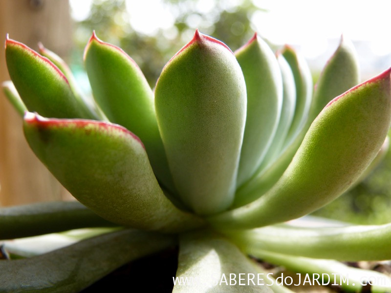 Planta Suculenta Echeveria Pulidonis