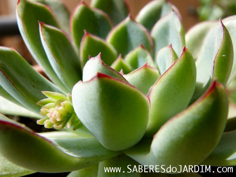 Suculenta Echeveria Pulidonis