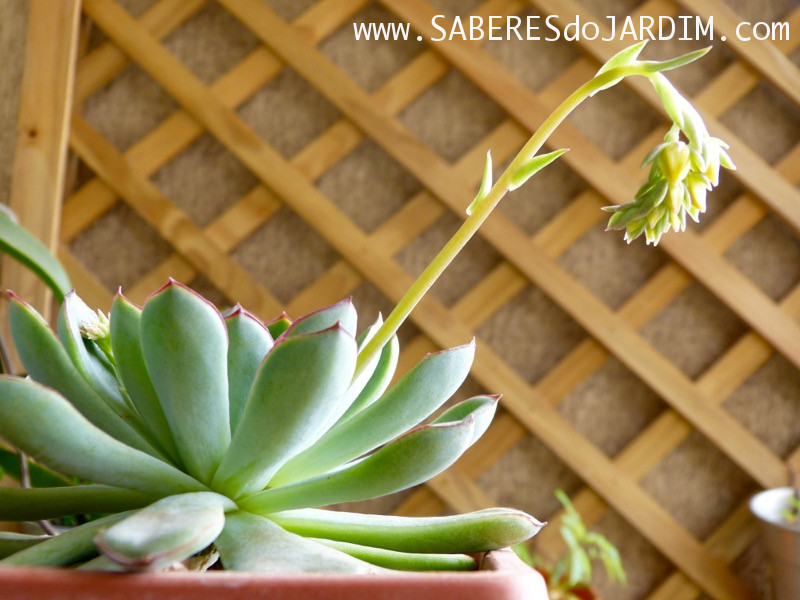 Planta Suculenta Echeveria Pulidonis - Flores