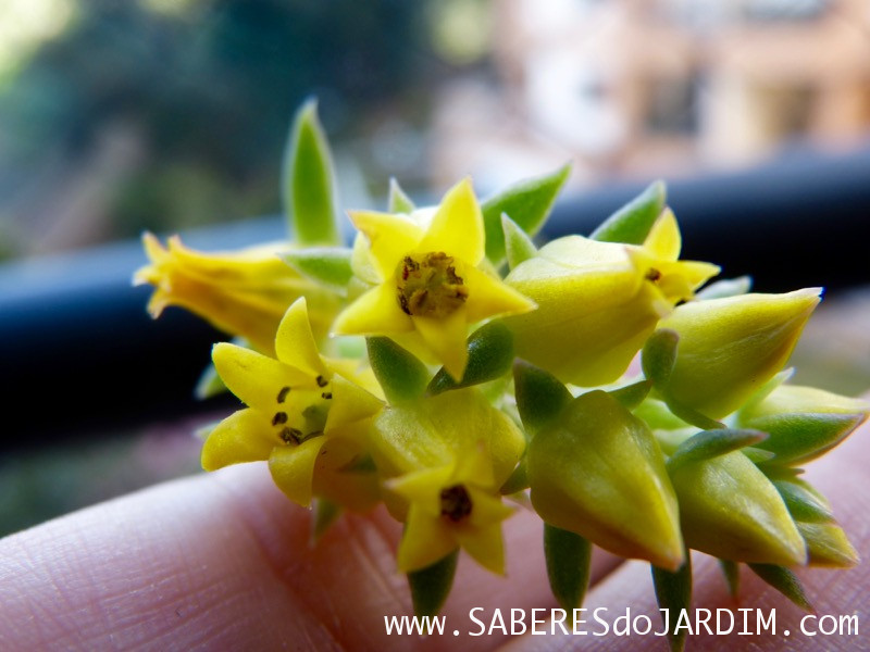 Planta Suculenta Echeveria Pulidonis - Flores