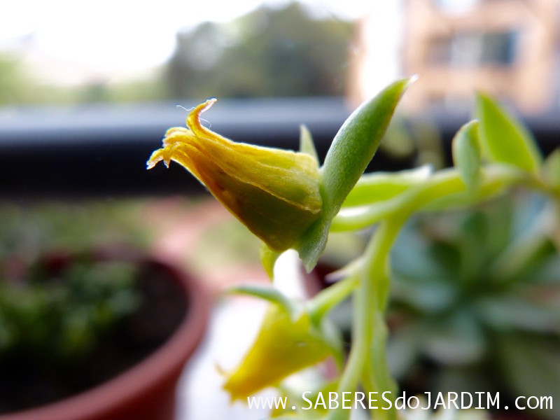 Planta Suculenta Echeveria Pulidonis - Flores