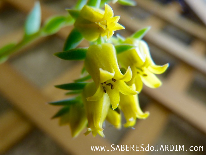 Planta Suculenta Echeveria Pulidonis - Flores