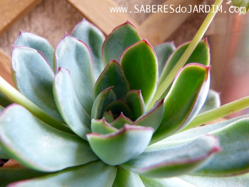 Planta Suculenta Echeveria Pulidonis