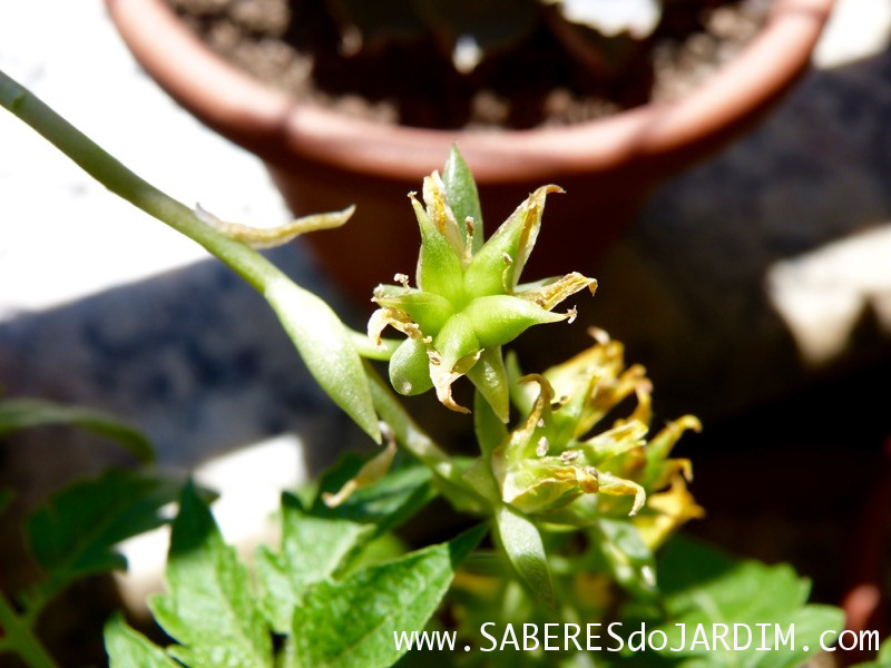Planta Suculenta Echeveria Pulidonis - Sementes