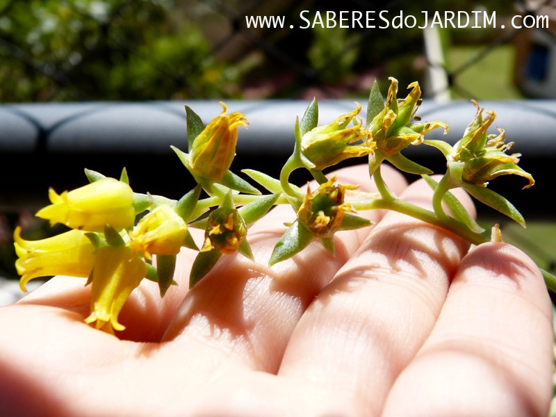 Planta Suculenta Echeveria Pulidonis - Flores