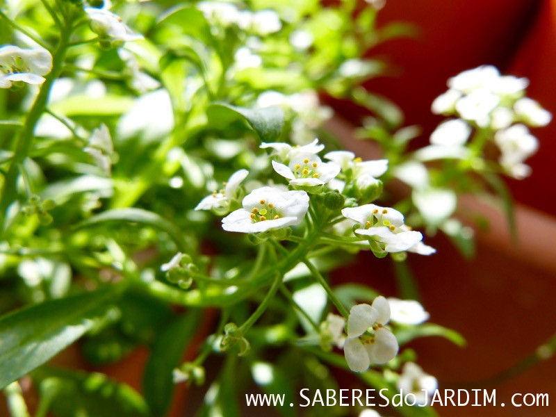 Álisso (Lobularia Maritima)