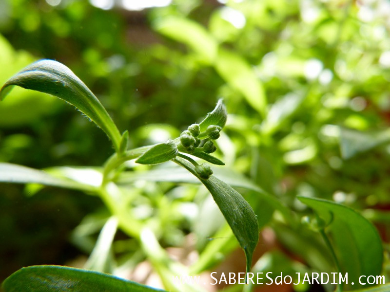 Alisso - Lobularia Maritima