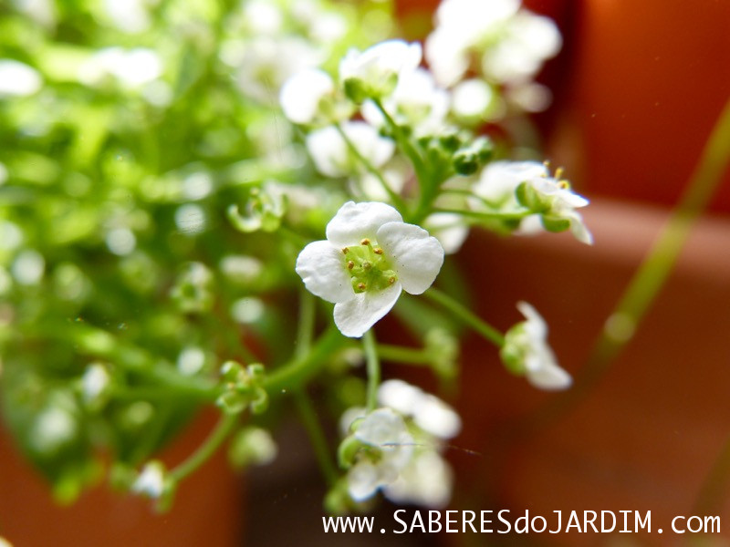 Alisso - Lobularia Maritima