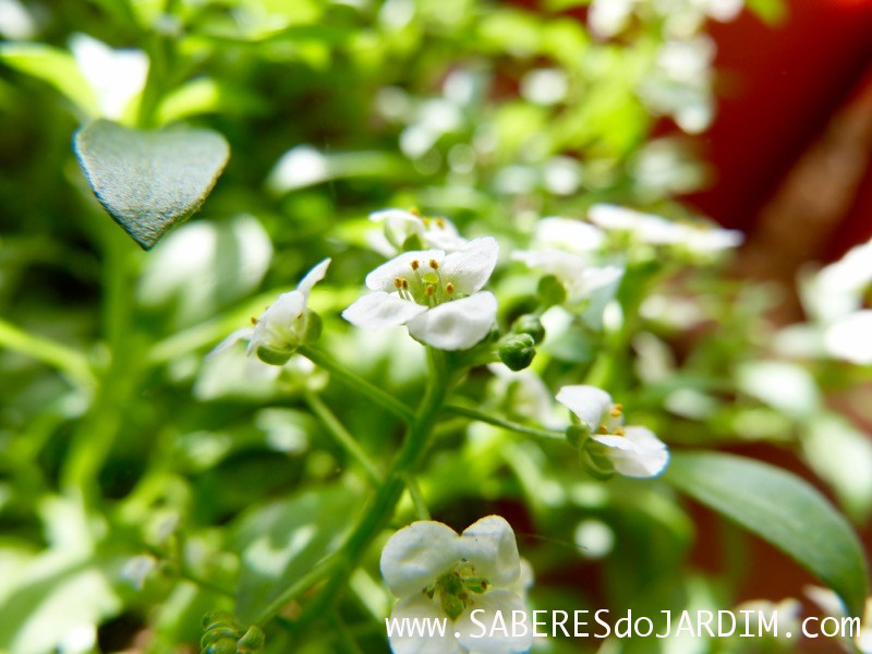 Alisso - Lobularia Maritima