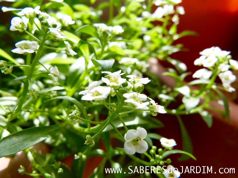 Alisso - Lobularia Maritima