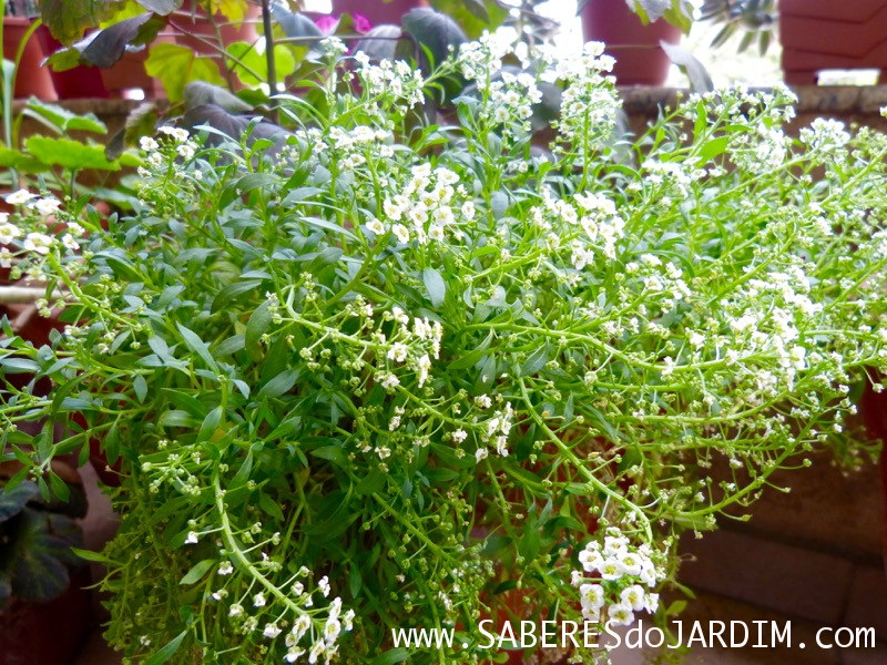 Alisso - Lobularia Maritima