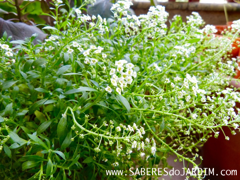 Alisso - Lobularia Maritima