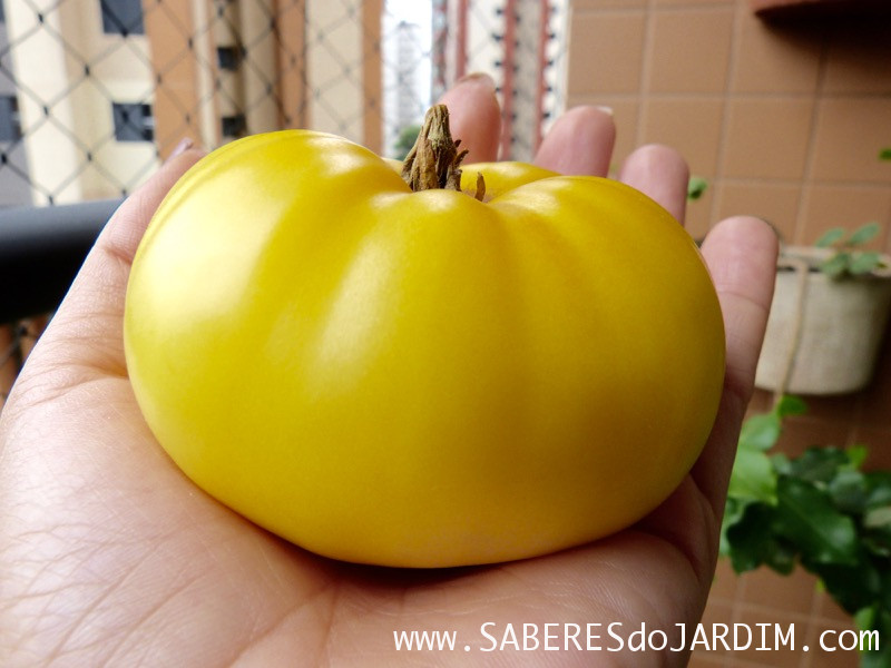 Tomate White Beefsteak