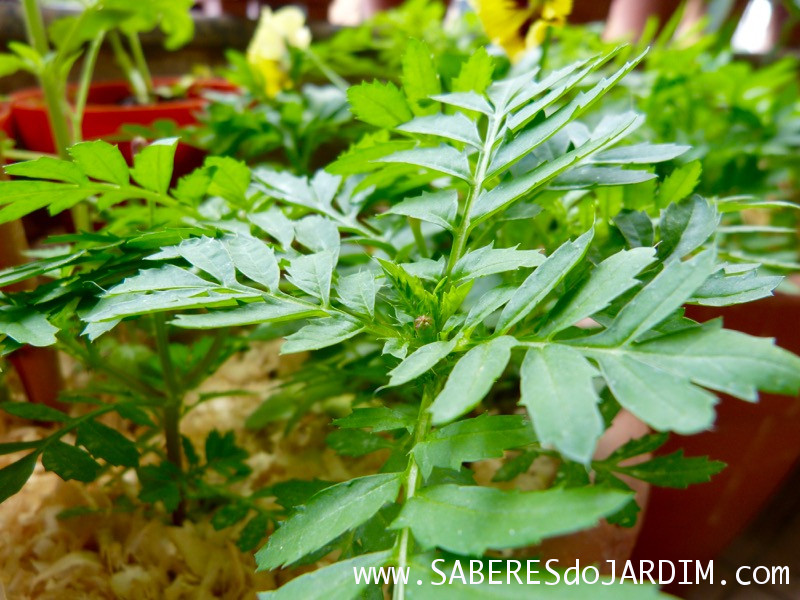 Tagetes - Cravo de Defunto - Tagete Patula