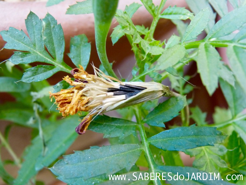 Tagetes - Cravo de Defunto - Tagete Patula