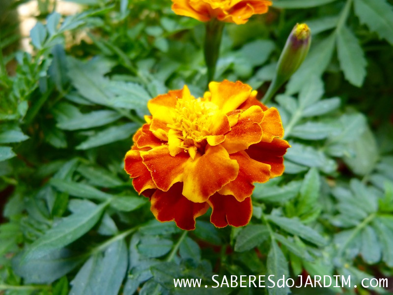 Tagetes (Tagete Patula)