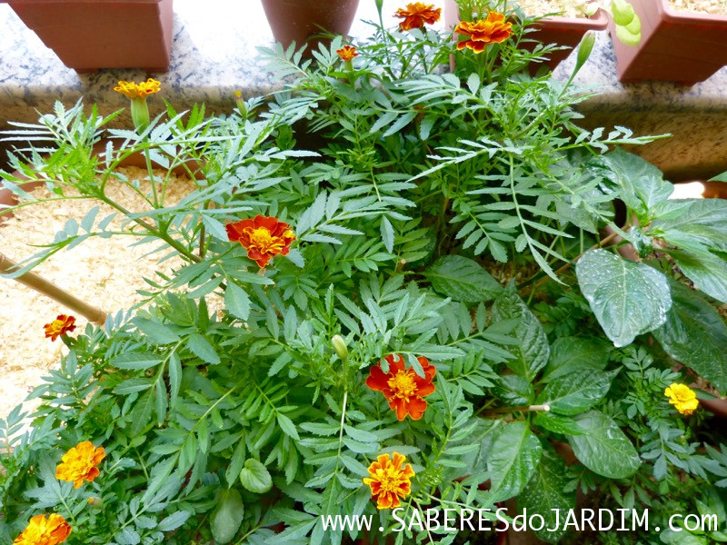 Tagetes - Cravo de Defunto - Tagete Patula